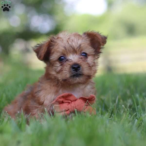 Prince, Yorkie Poo Puppy